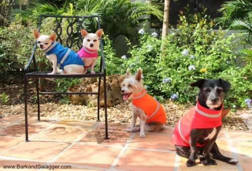 Stylish, waterproof reflective dog jacket in great colors